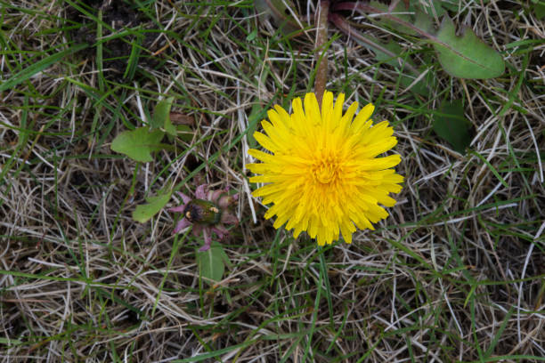 istock Yellow dandelion on the green background. 1198486626