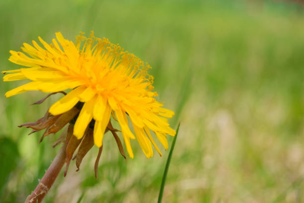 Yellow dandelion on the green background.