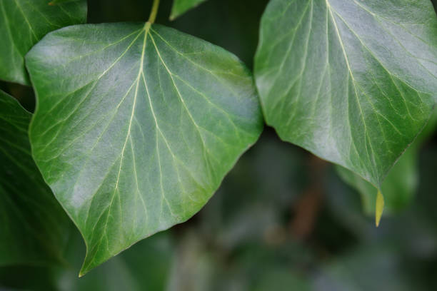 istock Dark purple Ivy berries with green leaves 1198487904