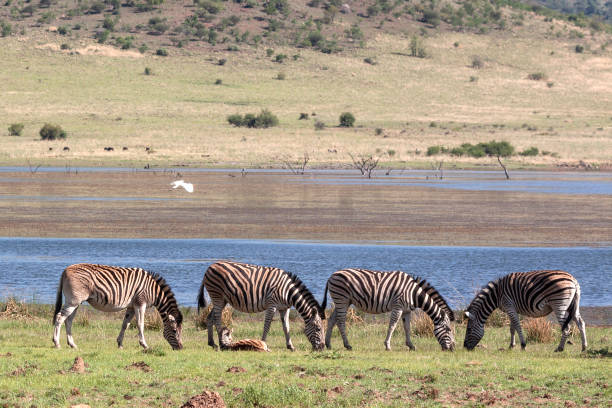 a Group of Zebras in the Pilanesberg National Park, South Africa