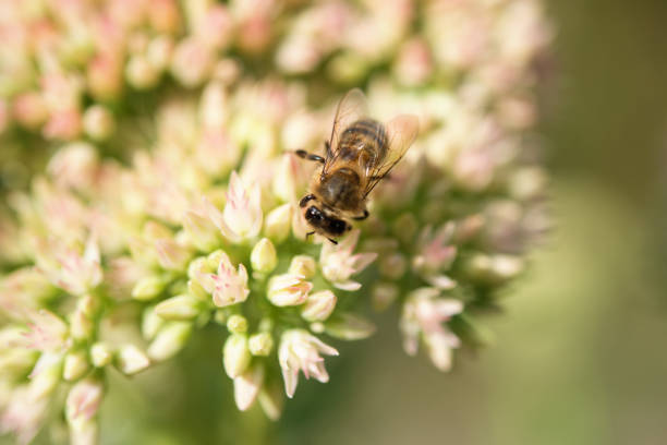 Honeybee on the kalanchoe flower close-up.