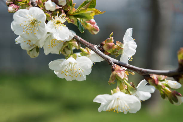 istock Blossom white cherry on a sunny day in the park. 1198488847