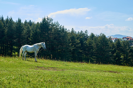 White horses grazing on a mountain pasture with a pine forest in a background