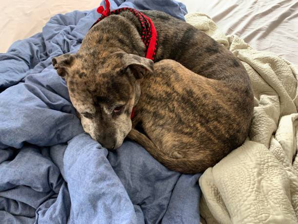 istock Dog Asleep on Messy Bed 1198488855