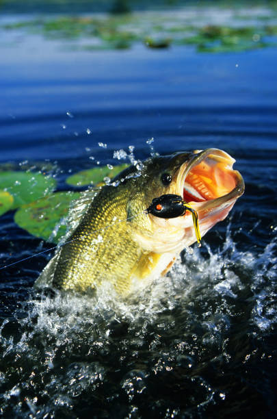 Largemouth Bass 112 A largemouth bass jumps caught on a frog lure. black sea bass stock pictures, royalty-free photos & images
