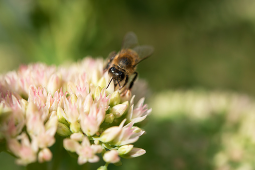 Honeybee on the kalanchoe flower close-up.