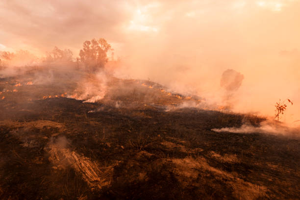 Bush fire, Burned black land on hill in Australia