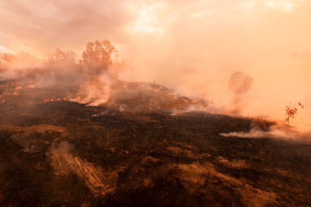 Bush fire, Burned black land on hill in Australia Bush fire, Burned black land on hill in Australia kimberley plain photos stock pictures, royalty-free photos & images