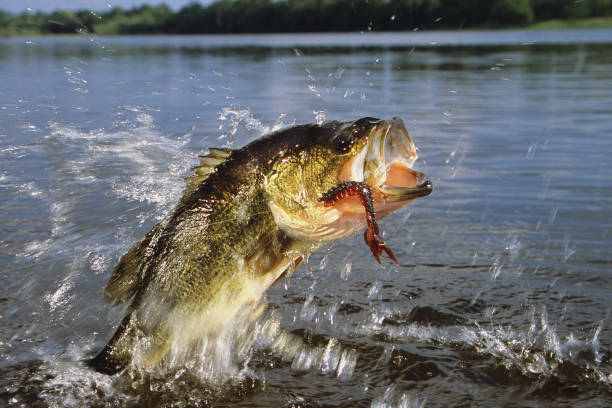Largemouth Bass bass fishing with Bass Pro Shops Crayfish freshwater photos stock pictures, royalty-free photos & images