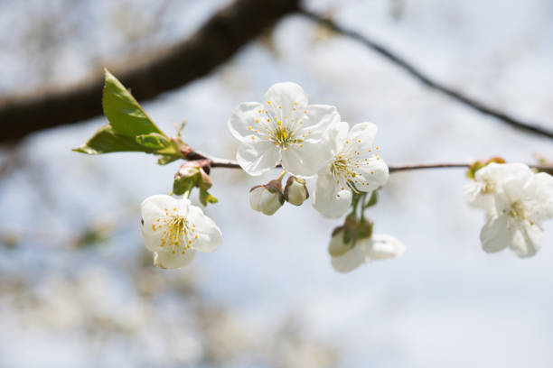 Blossom white cherry on a sunny day in front on blue sky with clouds.
