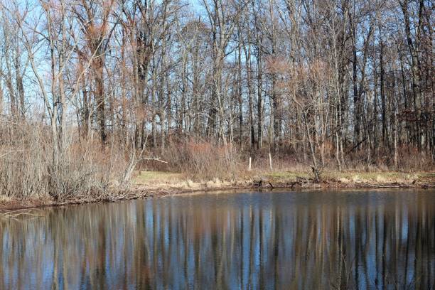 istock Refections of the Trees 1198491386