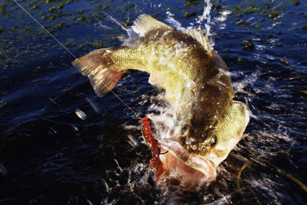 istock Largemouth Bass 7183 1198491896