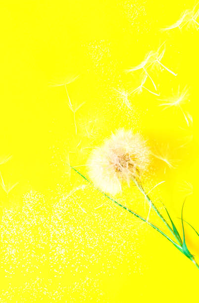istock Creative yellove background with white dandelions inflorescence. Concept for festive background. Close-up 1198491945