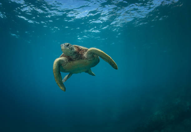 istock Hawaiian Green Sea turtle smoothly chillin in a cove 1198492353