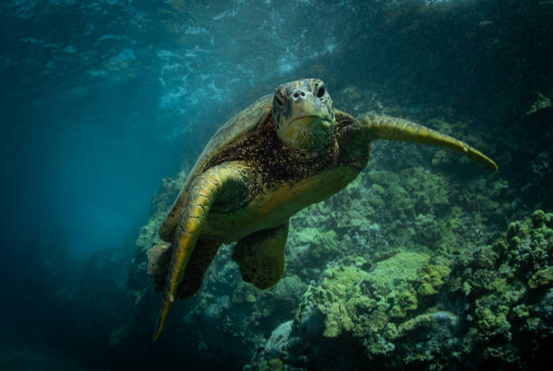 istock Hawaiian Green Sea turtle smoothly chillin in a cove 1198492357