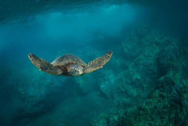 istock Hawaiian Green Sea turtle smoothly chillin in a cove 1198492364