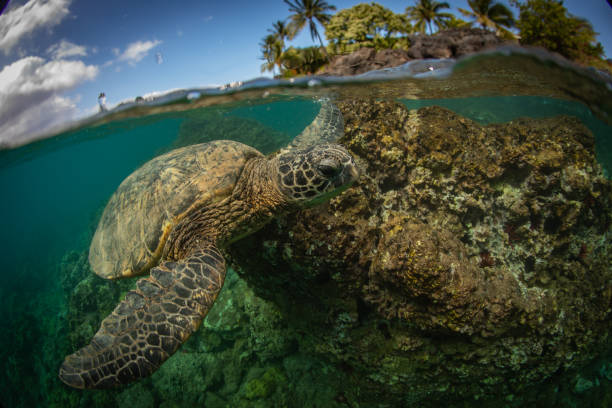 istock Hawaiian Green Sea turtle smoothly chillin in a cove 1198492404