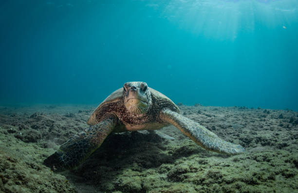 istock Hawaiian Green Sea turtle smoothly chillin in a cove 1198492405