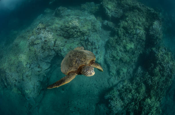 istock Hawaiian Green Sea turtle smoothly chillin in a cove 1198492406