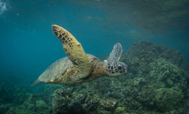 istock Hawaiian Green Sea turtle smoothly chillin in a cove 1198492948