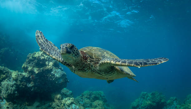 istock Hawaiian Green Sea turtle smoothly chillin in a cove 1198492957