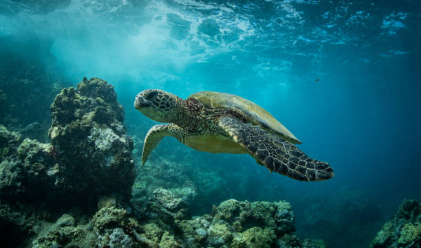 istock Hawaiian Green Sea turtle smoothly chillin in a cove 1198492961