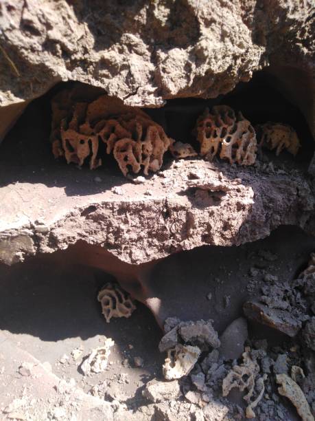 The fungus in termite nest The fungus grown inside termite nest. termite mound stock pictures, royalty-free photos & images
