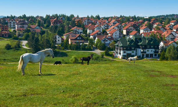istock Horses in a village 1198493324