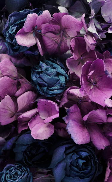 istock dry flowers roses and hydrangea pattern texture  background close up full frame. toned. top view. low key style. interior poster 1198494132