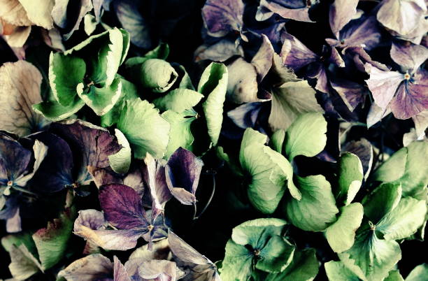 istock dry flowers roses and hydrangea pattern texture  background close up full frame. toned. top view. low key style. interior poster 1198494240