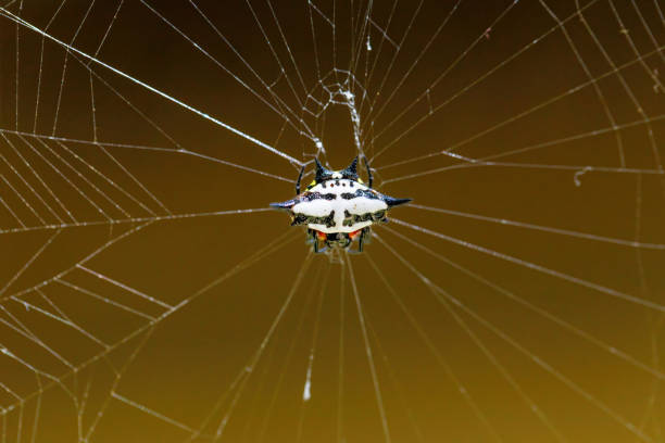 kolczasty tkacz kulowy lub pająk krab madagaskar - spinybacked zdjęcia i obrazy z banku zdjęć
