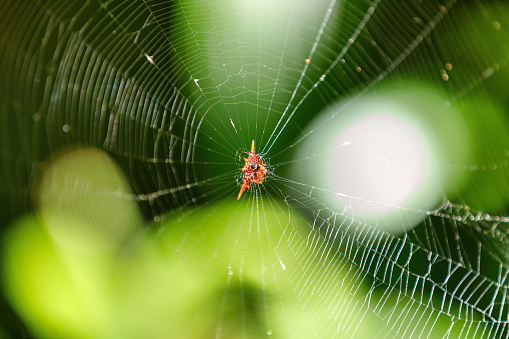 Spiny orb-weaver, genus Gasteracantha, Gasteracantha versicolor, called crab spider in Masoala National park, Africa, Madagascar wildlife and wilderness