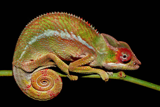 istock panther chameleon, Furcifer pardalis, Madagascar 1198494708