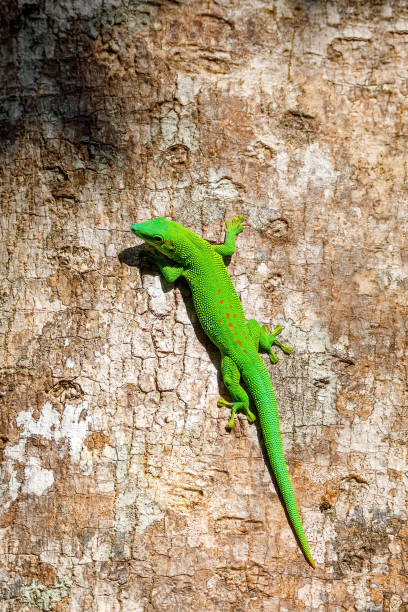 istock green gecko Phelsuma Madagascar wildlife 1198494725