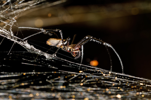 A spider web created to trap prey.