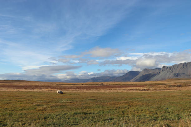 istock A sheep on a meadow in Iceland with mountains in the background 1198494740