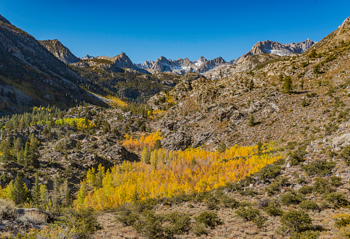 Aspen trees in fall color on the east side of the Sierra Nevada Mountains in California