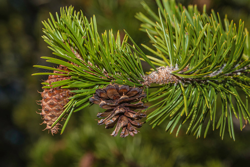 Pine cone of a Lodgepole Pine, Pinus contorta var.l murrayana