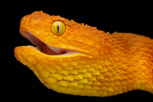 istock Colorful Bush Viper Snake (Atheris squamigera) swallowing prey 1198496807