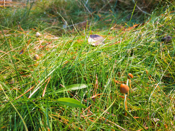 halluzinogene pilze im gras auf dem feld. - libs stock-fotos und bilder