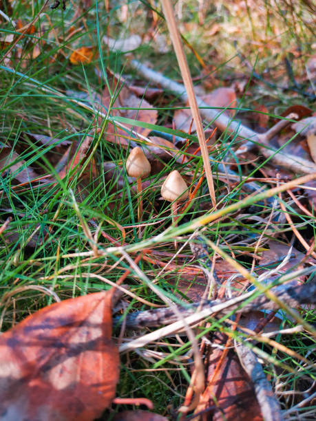 funghi allucinogeni nell'erba sul campo. - libs foto e immagini stock