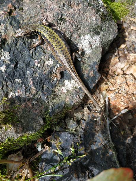 istock Pregnant lizard on a rock, top view 1198498989