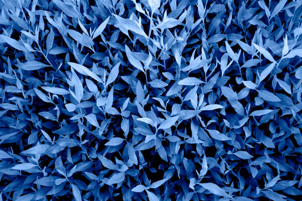 Blue leaves pattern background stock photo