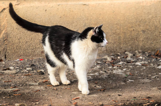 istock Stray cat on a concrete background and in a beautiful warm light 1198499412