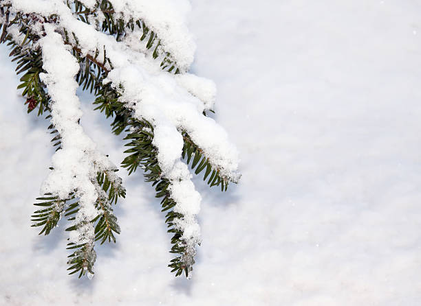 istock Branch of a tree in the snow 119850024