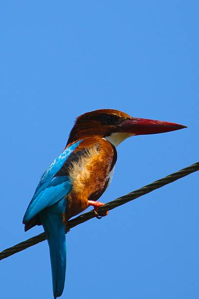 Female Kingfisher in the air over Woodwalton Fen nature reserve.