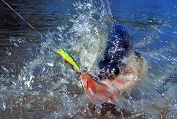 istock Largemouth Bass 6666 1198501486