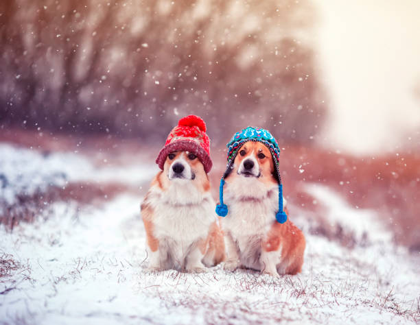 zwei niedliche identische bruder welpen roten hund corgi sitzen nebeneinander im park für einen spaziergang an einem wintertag in lustigen warmen strickten hüten bei starkem schneefall - winter fotos stock-fotos und bilder