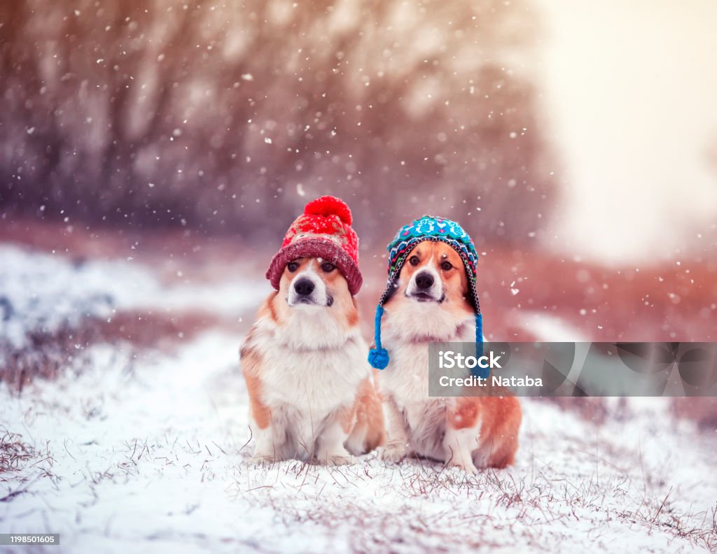 two cute identical brother puppy red dog Corgi sitting next to each other in the Park for a walk on a winter day in funny warm knitted hats during heavy snowfall Dog Stock Photo