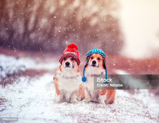 Two Cute Identical Brother Puppy Red Dog Corgi Sitting Next To Each Other In The Park For A Walk On A Winter Day In Funny Warm Knitted Hats During Heavy Snowfall Stock Photo - Download Image Now
